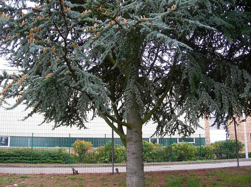 Cedrus atlantica / Cedro dell'' Atlante